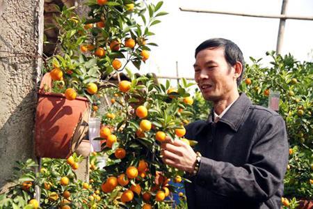 Hanoi’s village produces flower and kumquat for Tet